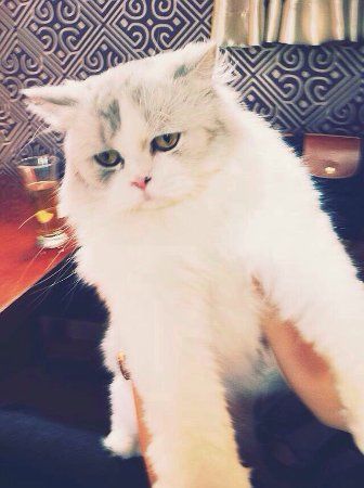 HuTu Jia ChongWu Café